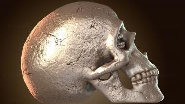 3D модель Коринфский череп Песочного человека (STL)