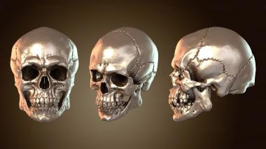 3D модель Черепа-армяне (STL)