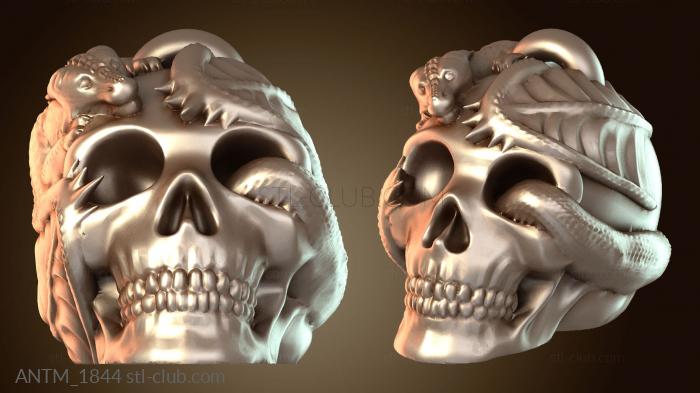 Анатомия скелеты и черепа Череп дракона с детенышем