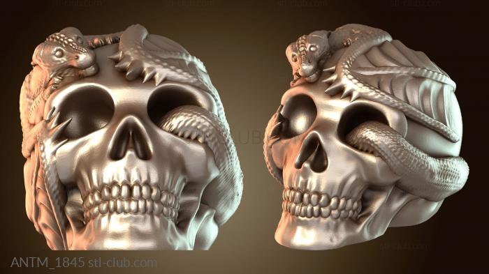 Анатомия скелеты и черепа Череп дракона с детенышем свирепого