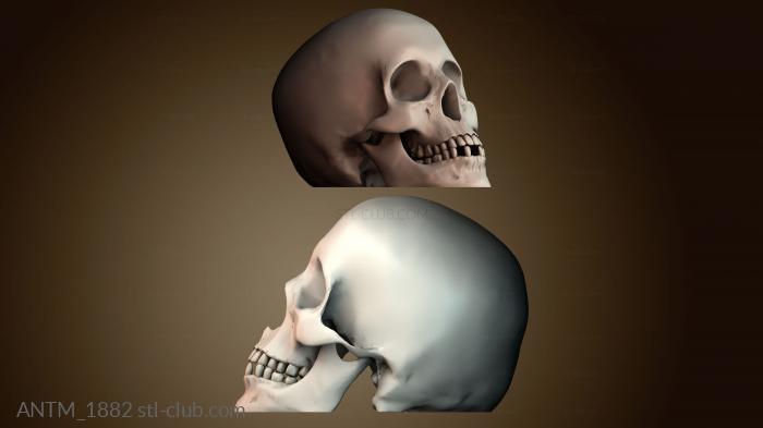 Анатомия скелеты и черепа ANTM_1882