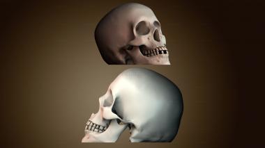 3D модель Человеческий череп (STL)