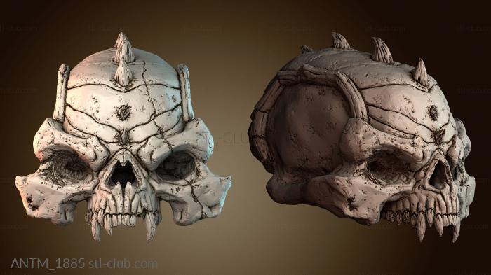 Анатомия скелеты и черепа ANTM_1885