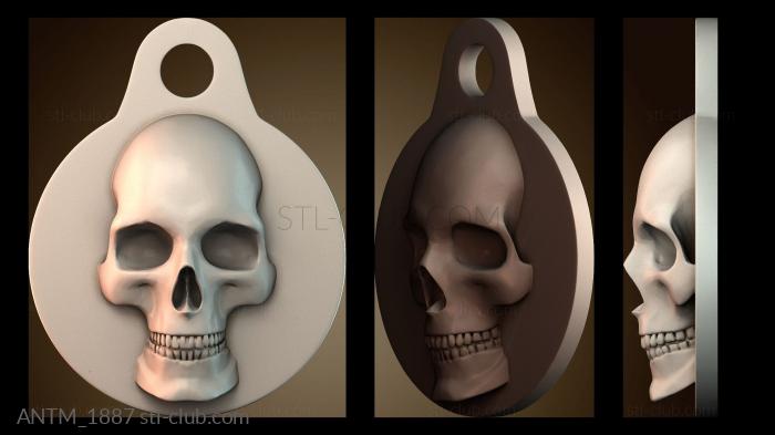 Анатомия скелеты и черепа ANTM_1887