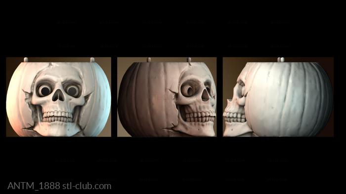 Анатомия скелеты и черепа ANTM_1888