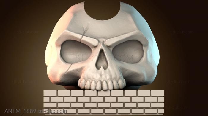 Анатомия скелеты и черепа ANTM_1889