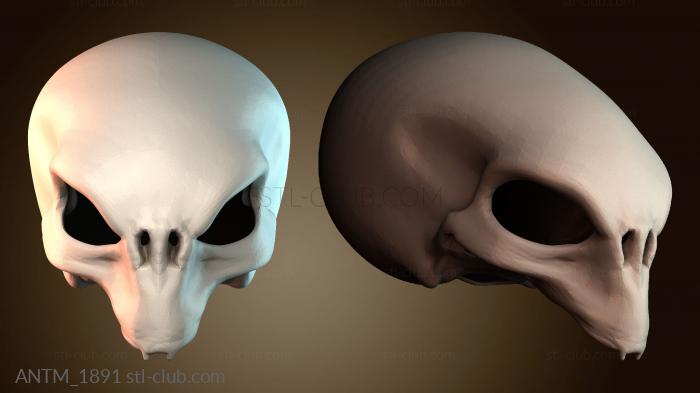 Анатомия скелеты и черепа ANTM_1891