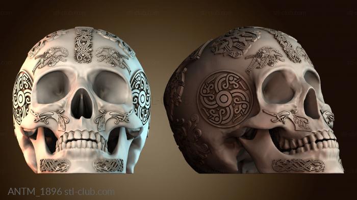 Анатомия скелеты и черепа ANTM_1896