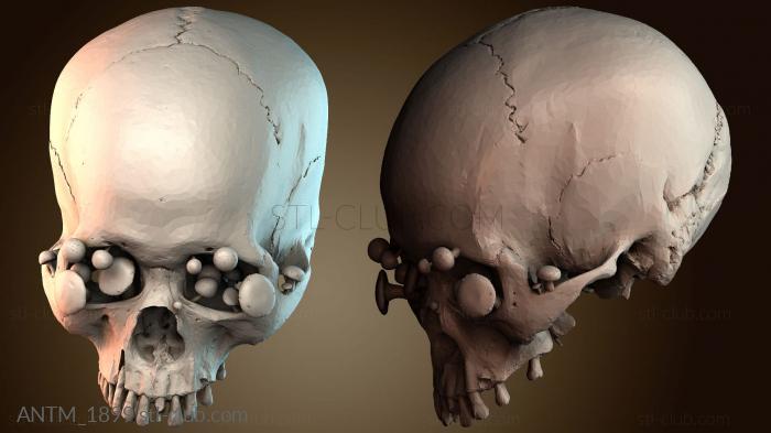 Анатомия скелеты и черепа ANTM_1899