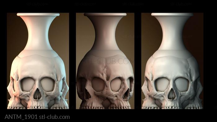 Анатомия скелеты и черепа ANTM_1901