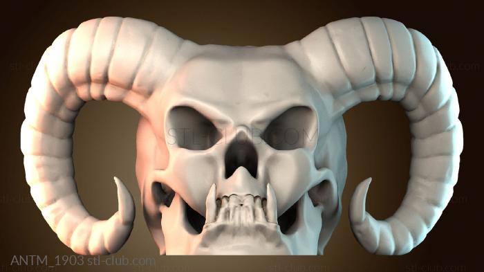 Анатомия скелеты и черепа ANTM_1903