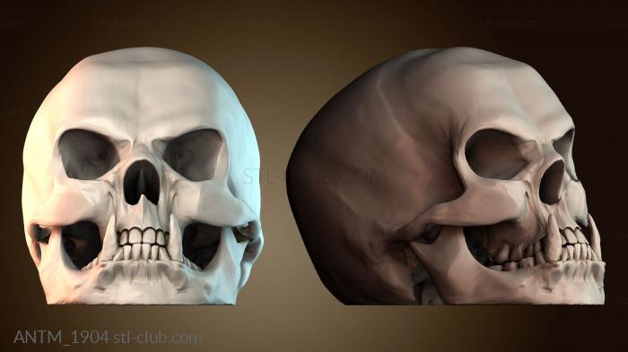 Анатомия скелеты и черепа ANTM_1904