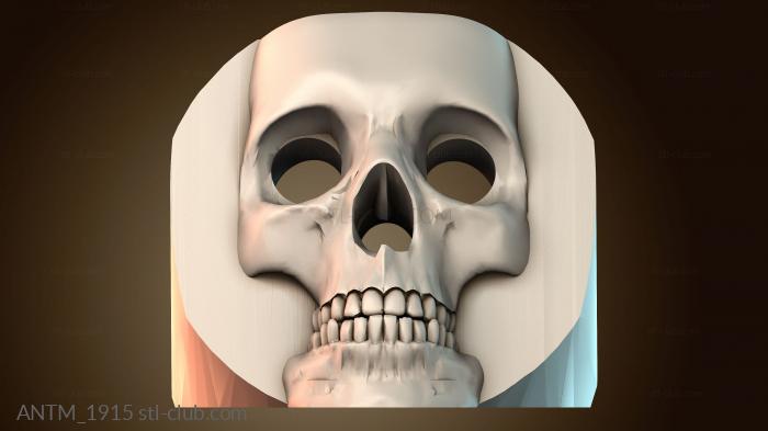 Анатомия скелеты и черепа ANTM_1915