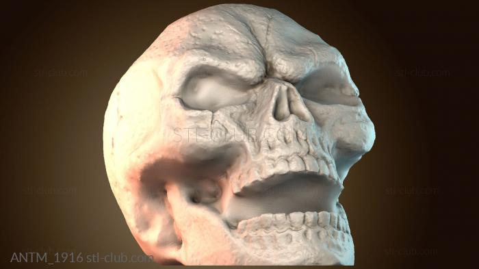 Анатомия скелеты и черепа ANTM_1916