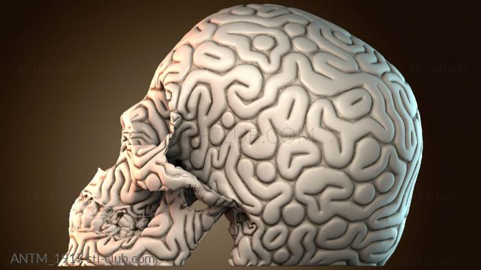 Анатомия скелеты и черепа ANTM_1917