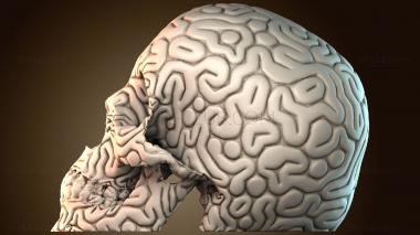 3D модель Ежу понятно череп (STL)