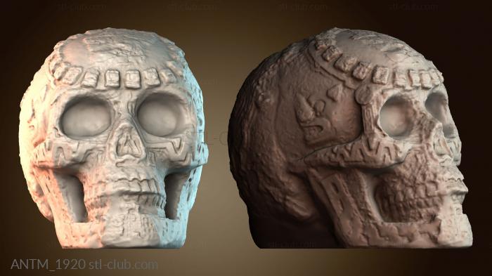 Анатомия скелеты и черепа ANTM_1920