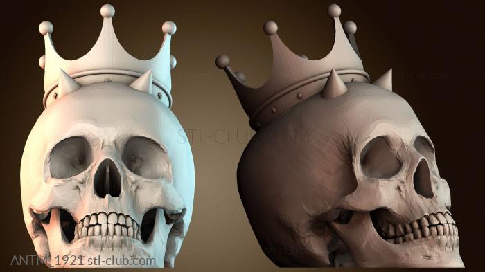 Анатомия скелеты и черепа ANTM_1921