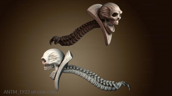 Анатомия скелеты и черепа ANTM_1922