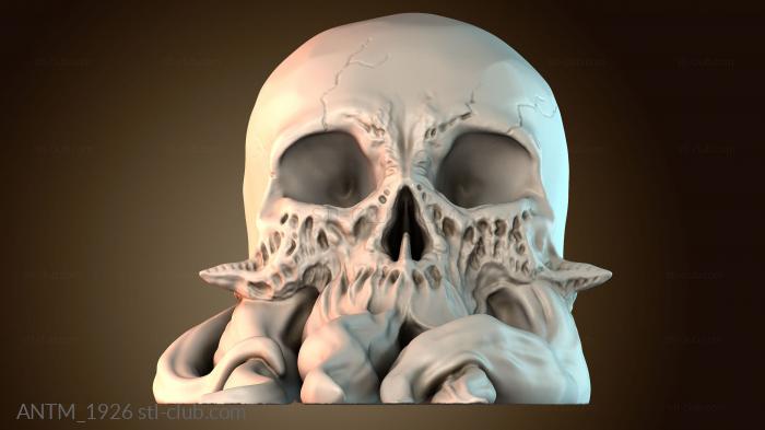 Анатомия скелеты и черепа ANTM_1926
