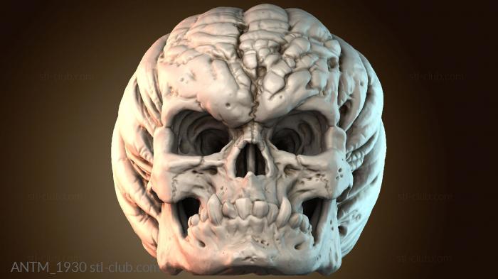 Анатомия скелеты и черепа ANTM_1930