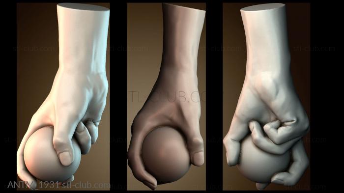 Анатомия скелеты и черепа ANTM_1931