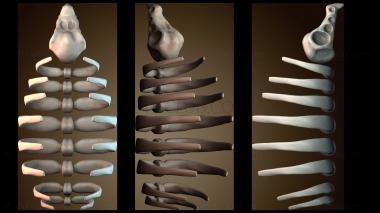 3D модель Череп и кости (STL)