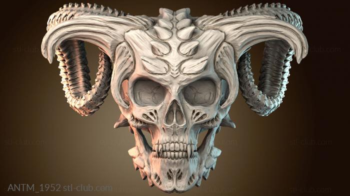 Анатомия скелеты и черепа ANTM_1952