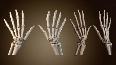 3D модель Кости рук (STL)