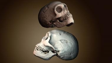 3D модель Череп неандертальца (STL)