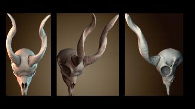 3D модель Череп мархура (STL)