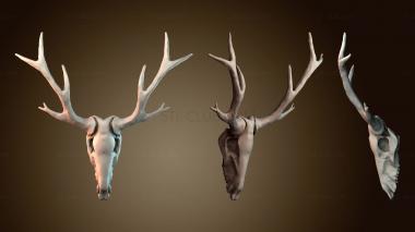 3D модель Череп оленя (STL)