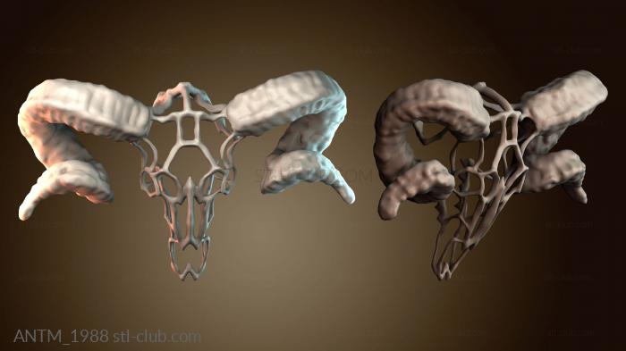 Анатомия скелеты и черепа Проволочный череп барана