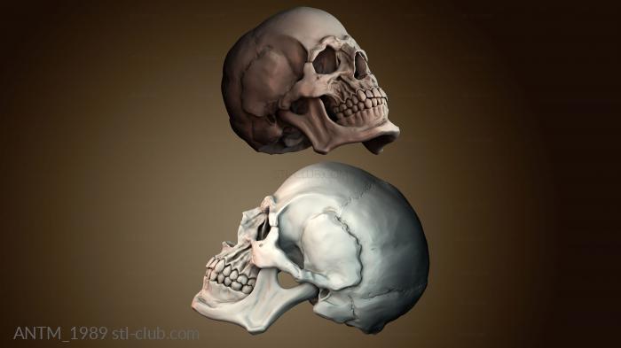Анатомия скелеты и черепа ANTM_1989