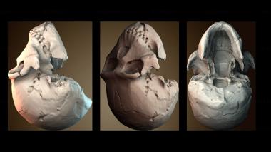 3D модель Череп Homo Naledi (STL)