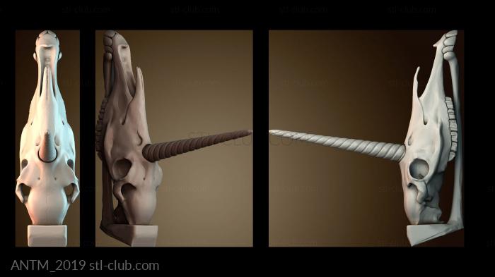 Анатомия скелеты и черепа Череп единорога