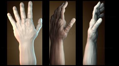 3D модель Скульптура руки (STL)