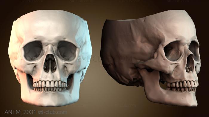 Анатомия скелеты и черепа ANTM_2031