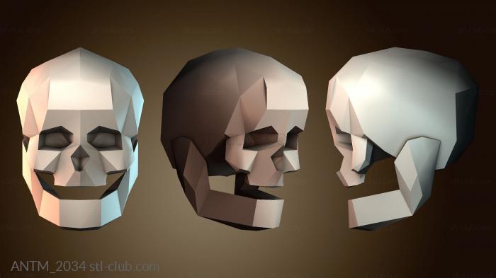 Анатомия скелеты и черепа ANTM_2034