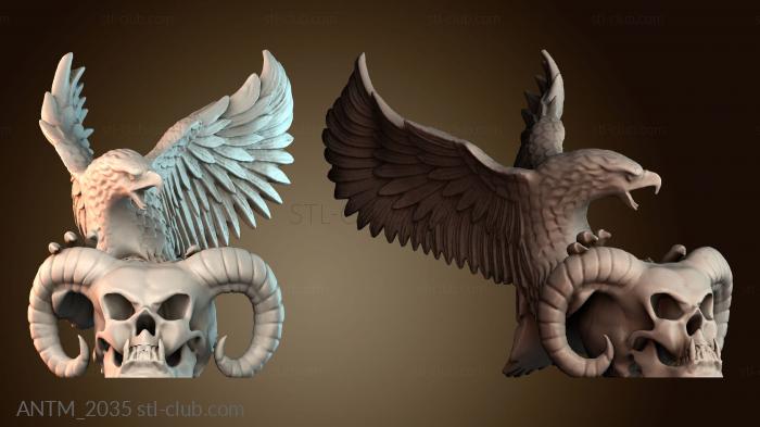 Анатомия скелеты и черепа ANTM_2035