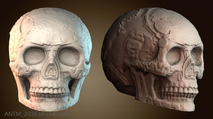 Анатомия скелеты и черепа ANTM_2036