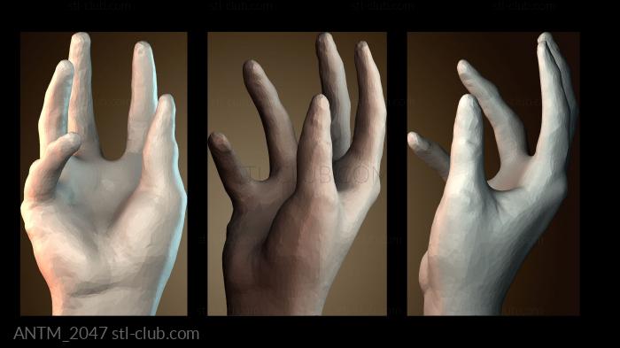 Анатомия скелеты и черепа ANTM_2047