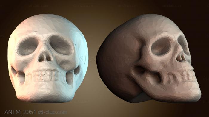 Анатомия скелеты и черепа ANTM_2051