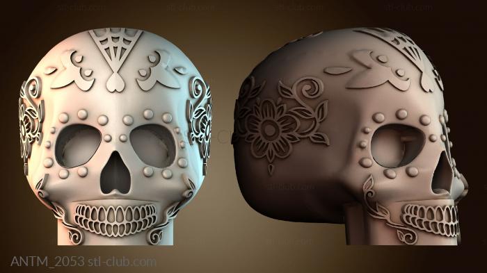 Анатомия скелеты и черепа ANTM_2053