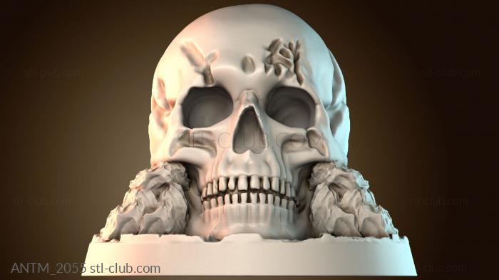 Анатомия скелеты и черепа ANTM_2055