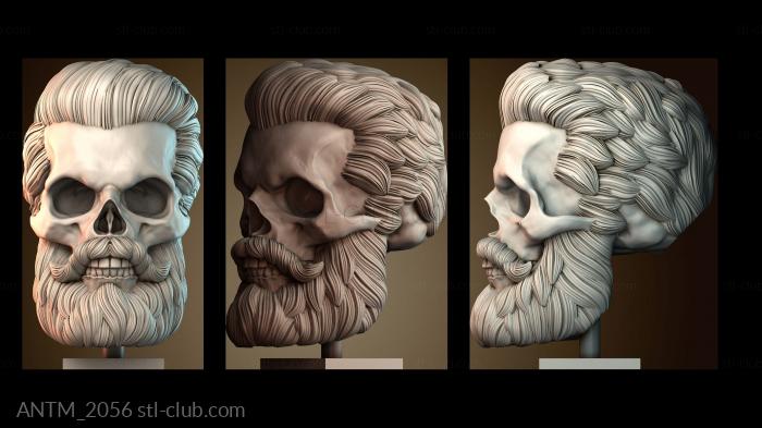 Анатомия скелеты и черепа ANTM_2056