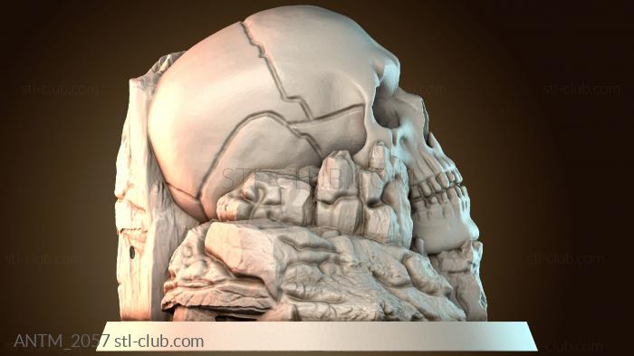 Анатомия скелеты и черепа ANTM_2057