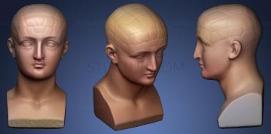 3D model Phrenological bust (STL)