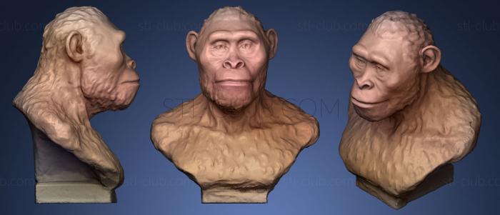 Australopithecus afarensis