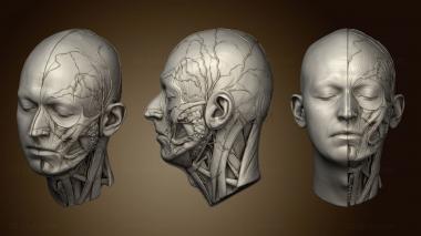 3D model MARTIN NIKOLOV HEAD ECORCHE (STL)